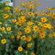 ヒメ日記 2025/07/23 19:09 投稿 みやこ 完熟ばなな札幌・すすきの