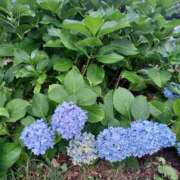 ヒメ日記 2025/08/08 16:49 投稿 みやこ 完熟ばなな札幌・すすきの