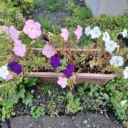 ヒメ日記 2025/08/18 12:19 投稿 みやこ 完熟ばなな札幌・すすきの