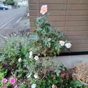 ヒメ日記 2025/08/18 21:39 投稿 みやこ 完熟ばなな札幌・すすきの