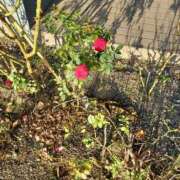 ヒメ日記 2025/09/07 18:29 投稿 みやこ 完熟ばなな札幌・すすきの