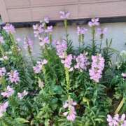 ヒメ日記 2025/10/03 16:32 投稿 みやこ 完熟ばなな札幌・すすきの