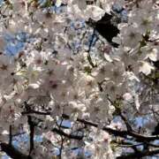 ヒメ日記 2026/03/30 12:00 投稿 愛川 ミセスの手ほどき