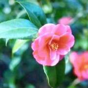 ヒメ日記 2025/01/04 20:11 投稿 あゆみ 待ちナビ