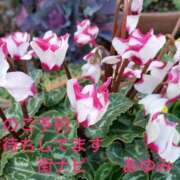 ヒメ日記 2025/01/17 21:47 投稿 あゆみ 待ちナビ