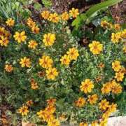 ヒメ日記 2025/03/20 10:01 投稿 あゆみ 待ちナビ