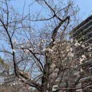 ヒメ日記 2025/04/03 21:12 投稿 あゆみ 待ちナビ