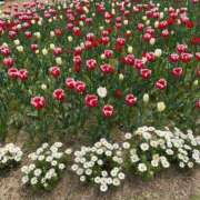 ヒメ日記 2025/04/06 07:15 投稿 あゆみ 待ちナビ