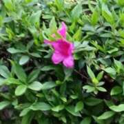 ヒメ日記 2025/04/08 07:05 投稿 あゆみ 待ちナビ