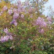 ヒメ日記 2025/04/09 08:39 投稿 あゆみ 待ちナビ