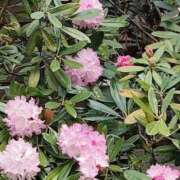 ヒメ日記 2025/04/16 08:46 投稿 あゆみ 待ちナビ