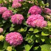 ヒメ日記 2025/06/09 07:31 投稿 あゆみ 待ちナビ