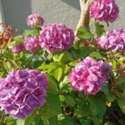 ヒメ日記 2025/06/20 10:35 投稿 あゆみ 待ちナビ