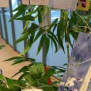 ヒメ日記 2025/06/27 11:19 投稿 あゆみ 待ちナビ