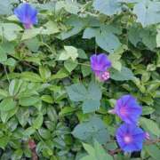 ヒメ日記 2025/07/15 07:05 投稿 あゆみ 待ちナビ