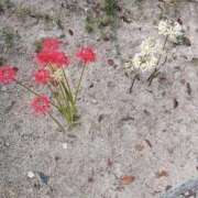 ヒメ日記 2025/10/05 07:40 投稿 あゆみ 待ちナビ