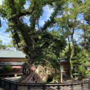 ヒメ日記 2025/10/17 11:35 投稿 あゆみ 待ちナビ