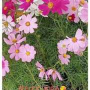 ヒメ日記 2025/11/10 07:55 投稿 あゆみ 待ちナビ