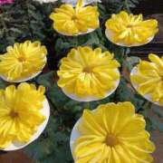 ヒメ日記 2025/11/15 16:45 投稿 あゆみ 待ちナビ