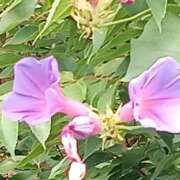 ヒメ日記 2026/08/04 06:49 投稿 あゆみ 待ちナビ