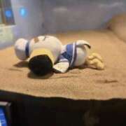 ヒメ日記 2025/08/30 11:04 投稿 桜月　せな スタイリッシュ秘書