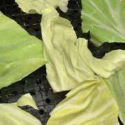 ヒメ日記 2025/01/27 02:33 投稿 夢花 OLアロマ Office Love-オフィスラブ-