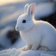 ヒメ日記 2024/12/15 22:48 投稿 あずさ 愛姫～ラブひめ～