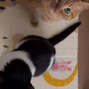 ヒメ日記 2025/02/22 14:57 投稿 つゆ clubさくら難波店