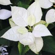 ヒメ日記 2024/12/16 22:10 投稿 新口 錦糸町おかあさん