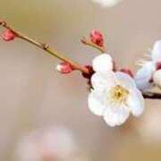 ヒメ日記 2025/01/06 21:50 投稿 新口 錦糸町おかあさん