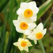 ヒメ日記 2025/01/06 21:57 投稿 新口 錦糸町おかあさん