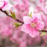 ヒメ日記 2025/01/26 12:31 投稿 新口 錦糸町おかあさん