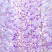 ヒメ日記 2025/04/10 12:20 投稿 新口 錦糸町おかあさん