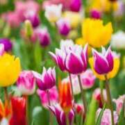 ヒメ日記 2025/04/24 14:50 投稿 新口 錦糸町おかあさん