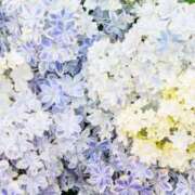 ヒメ日記 2025/06/05 12:30 投稿 新口 錦糸町おかあさん