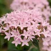 ヒメ日記 2025/08/11 10:00 投稿 新口 錦糸町おかあさん