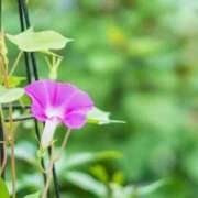 ヒメ日記 2025/08/11 14:20 投稿 新口 錦糸町おかあさん