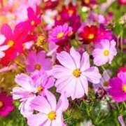 ヒメ日記 2025/09/29 12:39 投稿 新口 錦糸町おかあさん