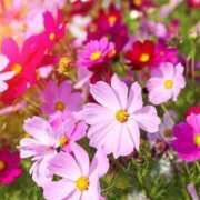 ヒメ日記 2025/10/20 10:50 投稿 新口 錦糸町おかあさん