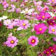 ヒメ日記 2025/11/15 15:30 投稿 新口 錦糸町おかあさん