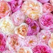 ヒメ日記 2025/11/28 06:20 投稿 新口 錦糸町おかあさん