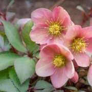 ヒメ日記 2025/12/18 19:40 投稿 新口 錦糸町おかあさん