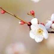 ヒメ日記 2026/01/28 22:00 投稿 新口 錦糸町おかあさん