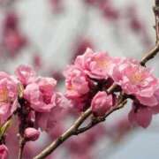 ヒメ日記 2026/02/26 15:40 投稿 新口 錦糸町おかあさん