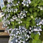 ヒメ日記 2025/06/11 19:00 投稿 さくら ぽちゃカワ女子専門店　藤沢湘南店