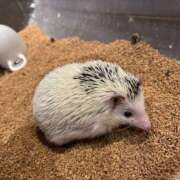 ヒメ日記 2025/06/20 19:00 投稿 さくら ぽちゃカワ女子専門店　藤沢湘南店