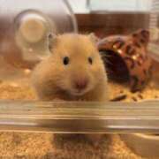 ヒメ日記 2025/07/08 19:41 投稿 さくら ぽちゃカワ女子専門店　藤沢湘南店