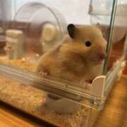 ヒメ日記 2025/07/24 22:25 投稿 さくら ぽちゃカワ女子専門店　藤沢湘南店