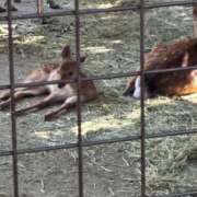 ヒメ日記 2025/07/31 18:30 投稿 さくら ぽちゃカワ女子専門店　藤沢湘南店