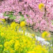 ヒメ日記 2025/04/04 12:33 投稿 なつみ モアグループ 土浦人妻花壇